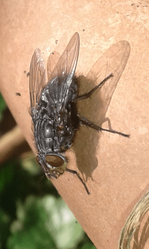 Calliphoridae : Calliphora vicina?  Probabile...